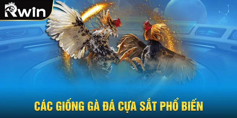 Các giống gà đá cựa sắt phổ biến