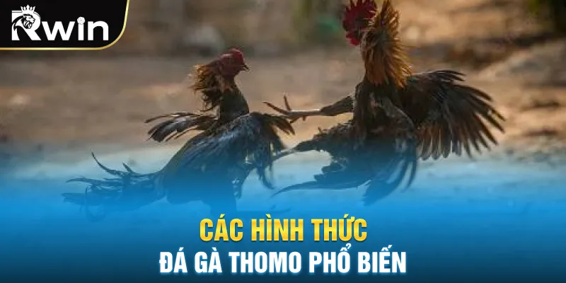 Các hình thức đá gà Thomo phổ biến