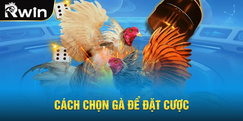 Cách chọn gà để đặt cược