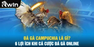 Đá Gà Campuchia Là Gì? 6 Lợi Ích Khi Cá Cược Đá Gà Online
