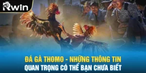 Đá Gà Thomo - Thông Tin Quan Trọng Có Thể Bạn Chưa Biết