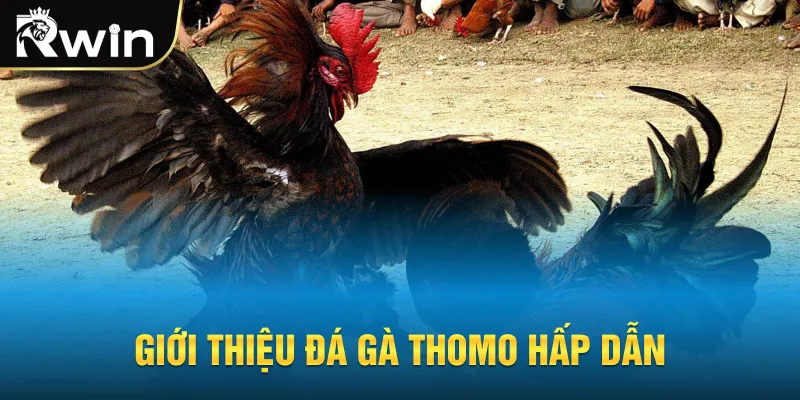 Giới thiệu đá gà Thomo hấp dẫn